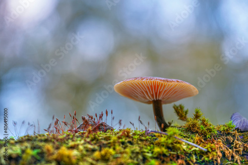 Mushroom Velvet Shank (Flammulina velutipes) on tree bark