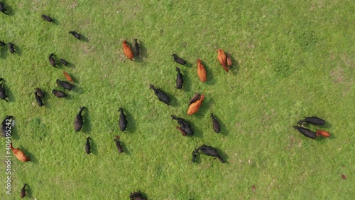 Aerial dolly shot of a herd of cattle on Jadovnik mountain in Serbia on a bright day. photo