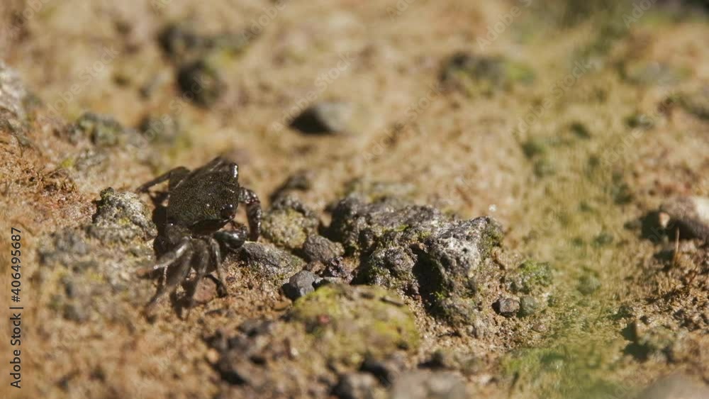 Crab picks through food in the sand, eating its lunch. Captured in Hawaii. Slow motion footage. Crab picks through food in the sand, eating its lunch. Captured in Hawaii. Slow motion footage.