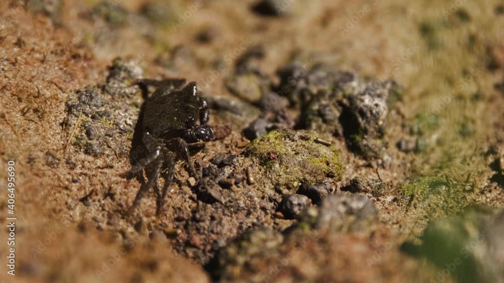 Brown Shelled crab picks through food off the beach. Captured in Hawaii 4K. Brown Shelled crab picks through food off the beach. Captured in Hawaii 4K.