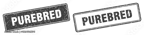 purebred stamp set. purebred square grunge sign