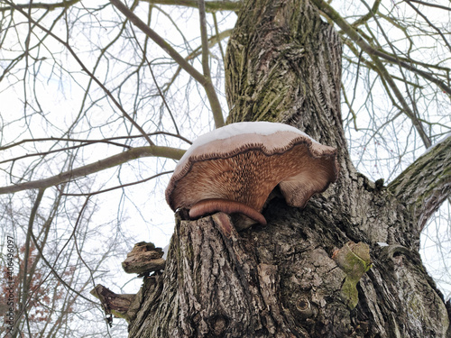 Polyporus parasite mushroom growing on old lime tree bark, in winter, covered in snow