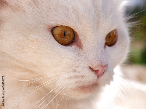 Portrait of a white fluffy cute cat with a beautiful amber eyes and pink nose close-up. © steadb