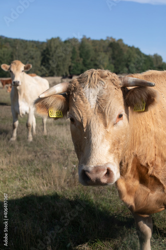 cows in the field