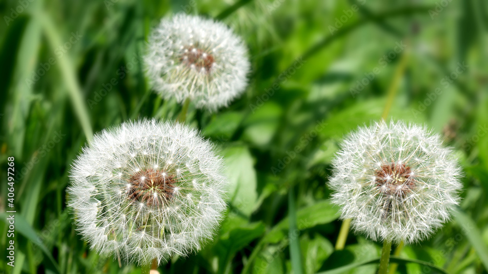 Fluffy white balls of dandelions on a blurred background of green grass in the meadow. Fluffy white balls of dandelions on a blurred background of green grass in the meadow.