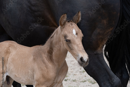 Young newly born yellow foal stands together with its brown mother. against the tail of the mother