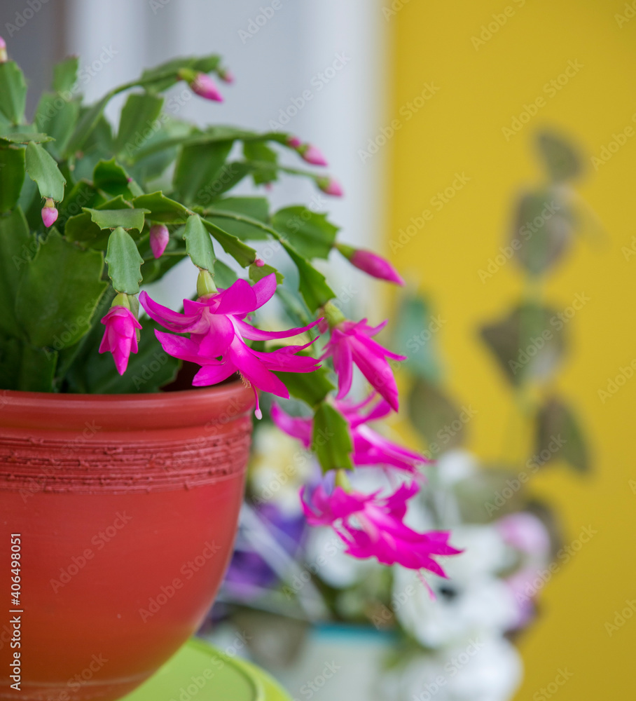 Blooming schlumbergera also called Christmas cactus or crab cactus Blooming schlumbergera also called Christmas cactus or crab cactus