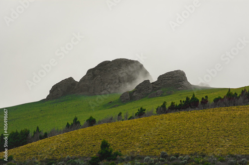 beautiful vicuñas in the chimborazo 