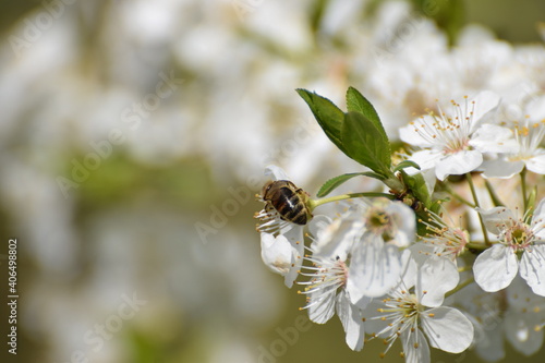 Bee on a flowering tree