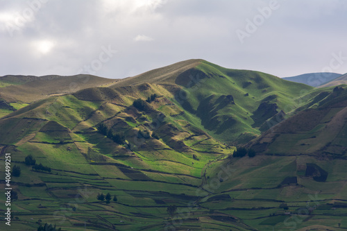 beautiful vicuñas in the chimborazo 