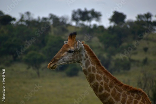 Photography giraffe in the savannah