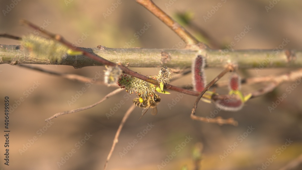Flying Bee with pollen on willow tree with bloom flowers Flying Bee with pollen on willow tree with bloom flowers
