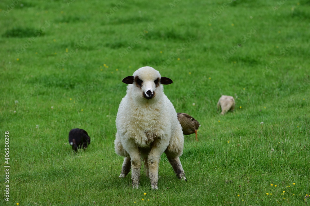 Fototapeta premium Sheep and some ducks in green grass