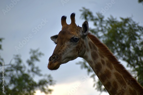 portrait of a giraffe © Nirendri