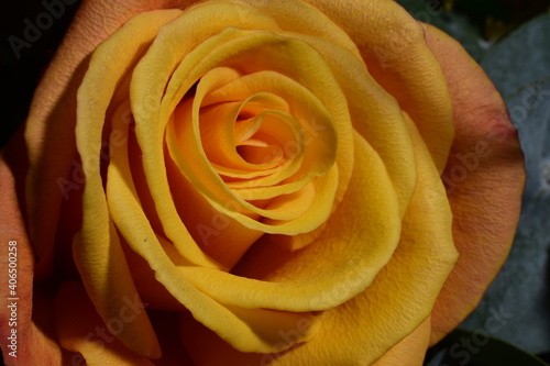 Yellow rose