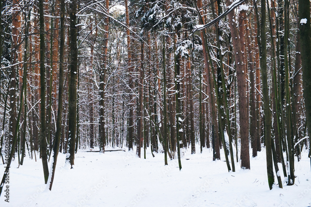 Fototapeta premium Winter path among trees in snowy forest. Natural winter forest landskape in evening time. Rhytm of frosted trees trunks in winter season.