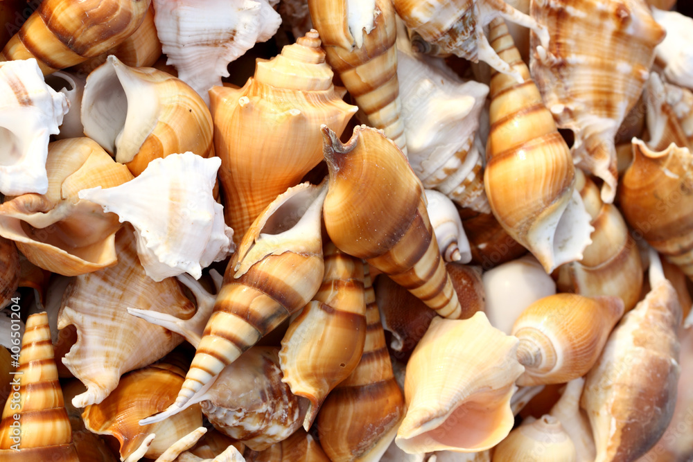 seashells on the beach