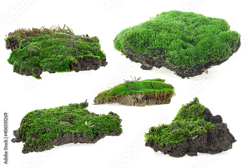 Green moss isolated on a white background. Green moss set.