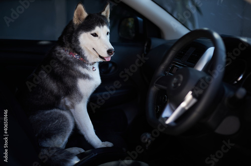 Siberian husky in a car