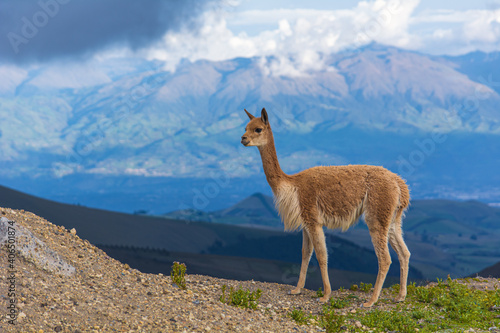 beautiful vicuñas in the chimborazo  photo
