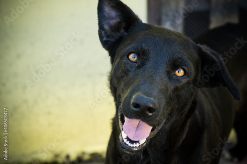 portrait of a black dog