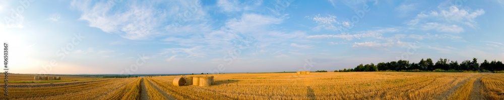 Panorama of bright yellow and golden haystacks on an agricultural field on a sunny summer day.