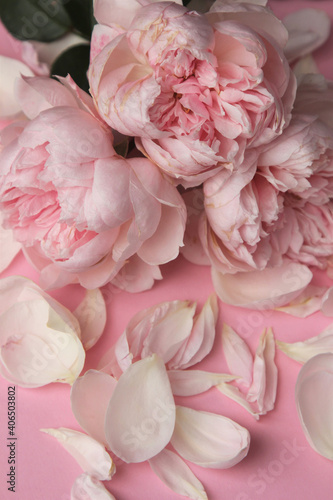 tender pink roses and petals, pink background. floral arrangement 