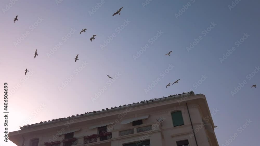 Flight of birds in the sky of the city of Varazze at sunset Flight of birds in the sky of the city of Varazze at sunset
