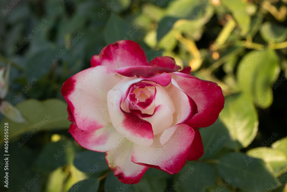 Cream rose with Red tips with green background