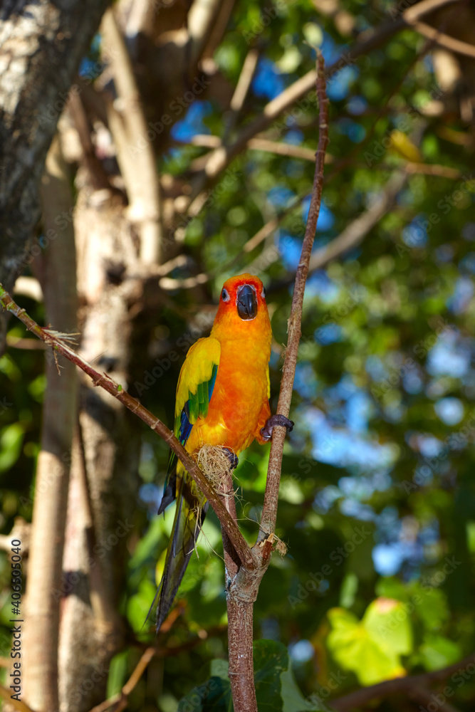 Beautiful variegated red-breasted parakeet taken outdoors.