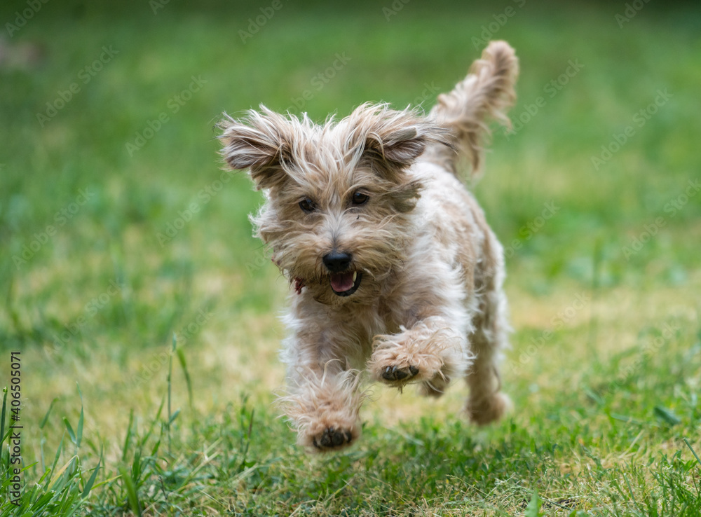 Terrier dog running and playing I. Terrier dog running and playing I.