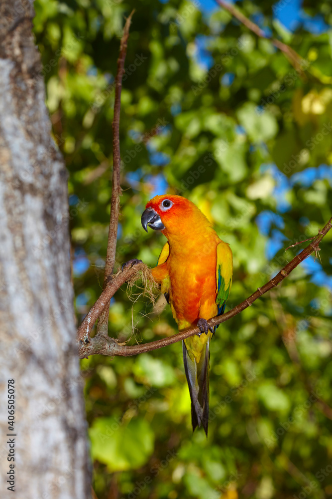 Beautiful variegated red-breasted parakeet taken outdoors.