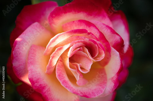 The perfect Valentines Day rose