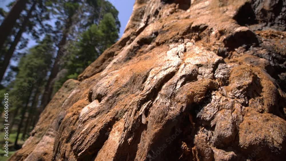 Sequoia Trees Dolly And Pan Shot Sequoia National Park Sierra Nevada Mountains California 25 Sequoia Trees Dolly And Pan Shot Sequoia National Park Sierra Nevada Mountains California 25