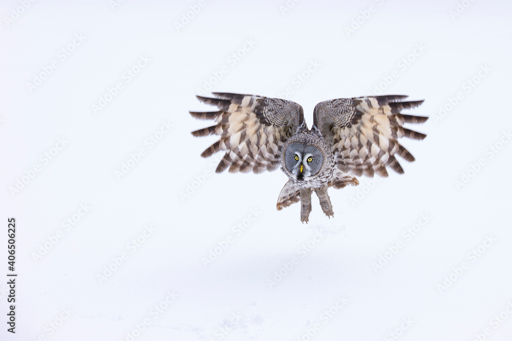Fototapeta premium CARABO LAPON - GREAT GREY OWL (Strix nebulosa)