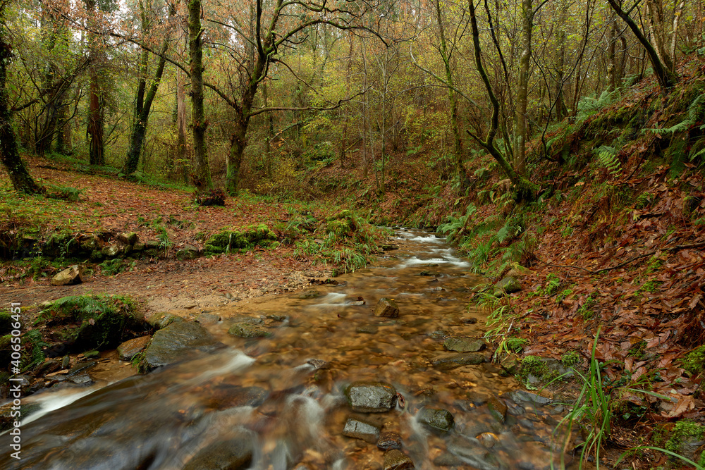 Small river in the middle of a forest full of brown leaves in the area of Galicia, Spain.