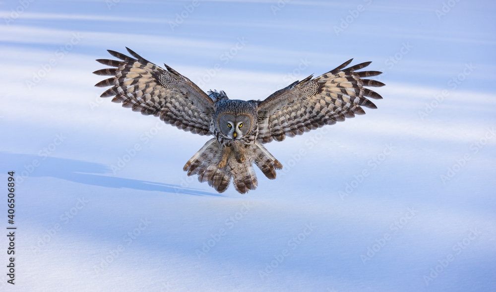 Fototapeta premium CARABO LAPON - GREAT GREY OWL (Strix nebulosa)