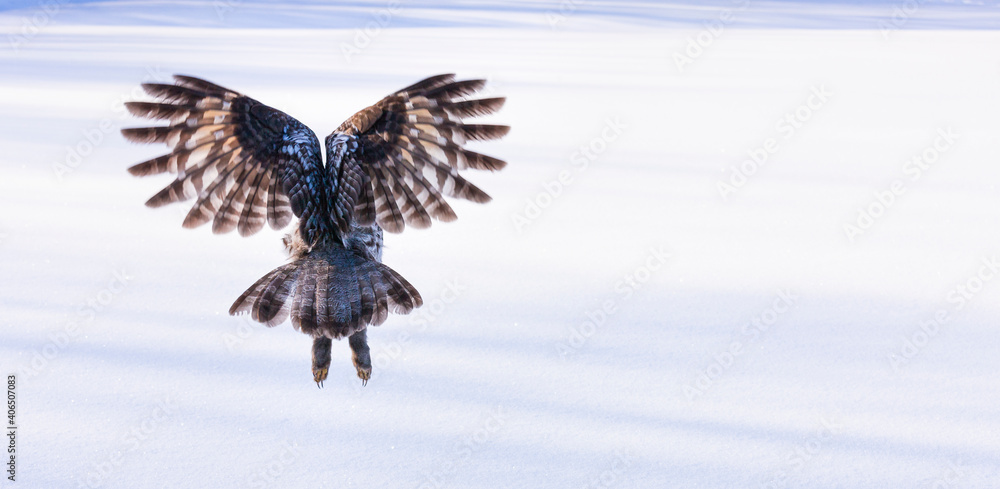 Fototapeta premium CARABO LAPON - GREAT GREY OWL (Strix nebulosa)