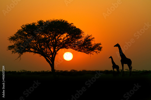 Acacia tree， sunset and giraffes in silhouette in Africa. © Jo