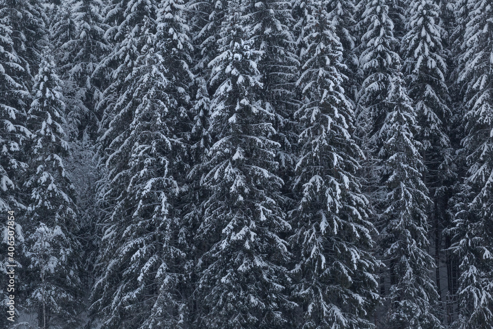 tall fir trees on the river bank tall fir trees on the river bank
