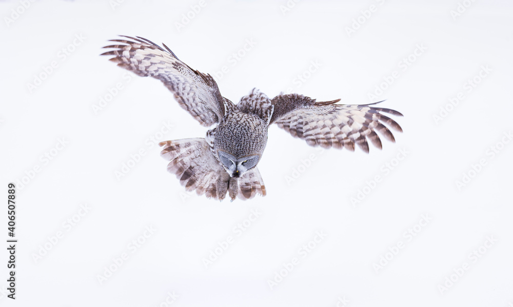 Fototapeta premium CARABO LAPON - GREAT GREY OWL (Strix nebulosa)