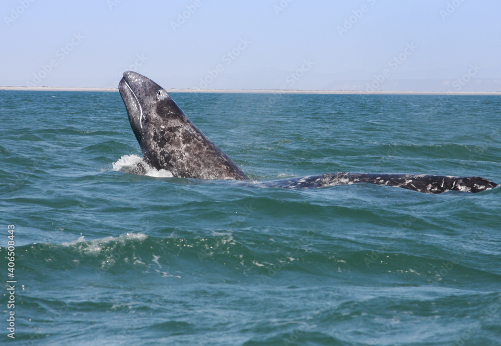 Fototapeta premium Baby whale breaching as mother watches nearby