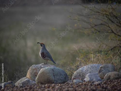 California quail on ground