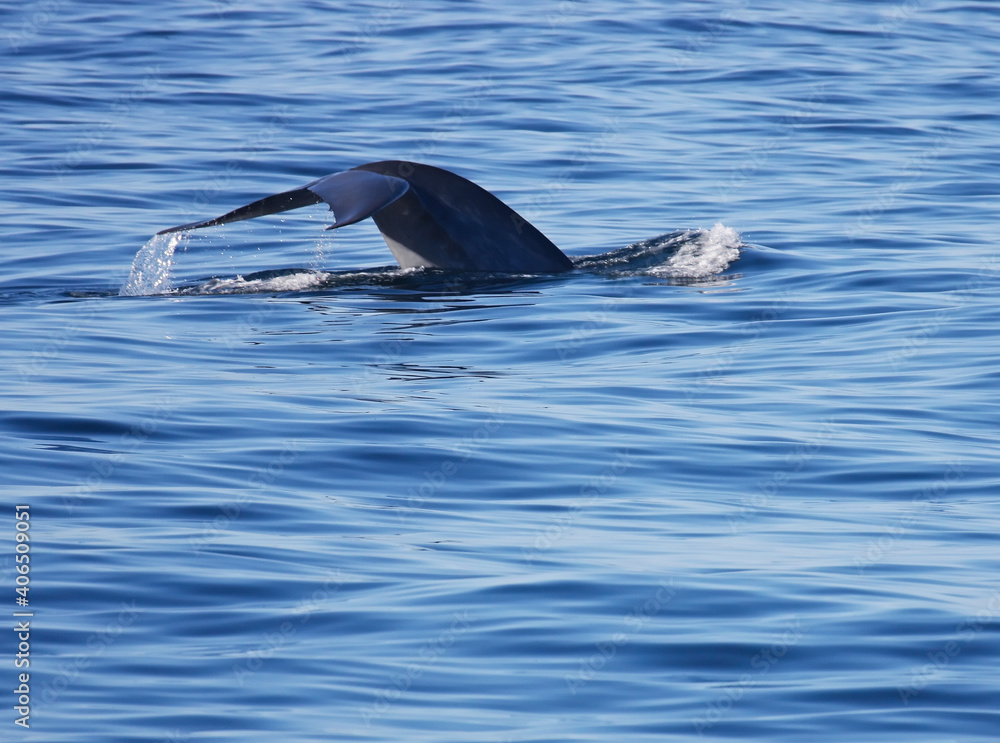 Naklejka premium Blue whale dives down in a fluking motion
