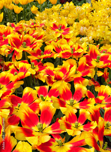 Bright yellow and red tulips called Denmark