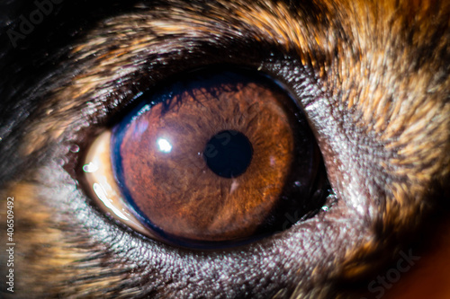 close-up of the little dog's eye