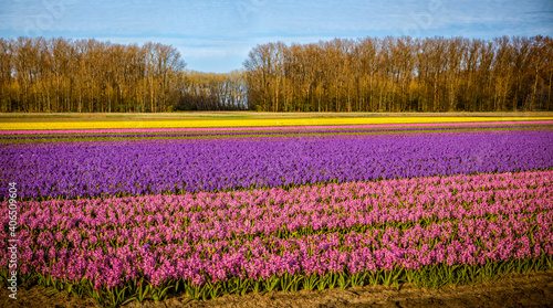 Bulbfields in Netherlands of pink， purple and yellow photo