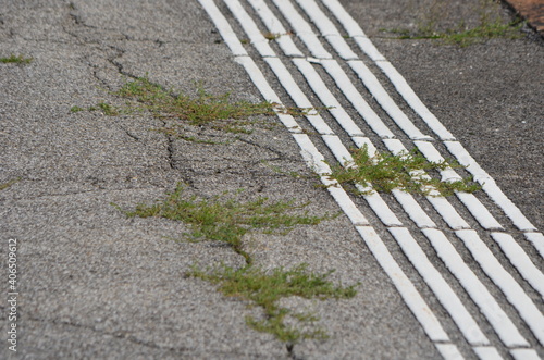 Arenaria serpyllifolia à travers l'asphalte photo