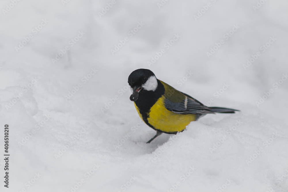 Great tit, yellow titmice with seed on the snow, small passerine bird. Great tit, yellow titmice with seed on the snow, small passerine bird.