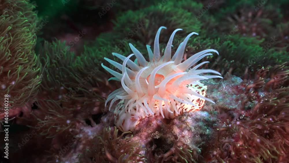 Wide angle of bright orange sea anemone on coral reef in strong current Wide angle of bright orange sea anemone on coral reef in strong current